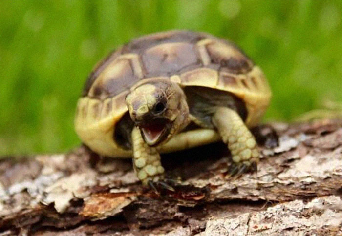 Greek Tortoise. A Little Pricey At ~200-500$ But Will Last You Around 125 Years If Well Cared For