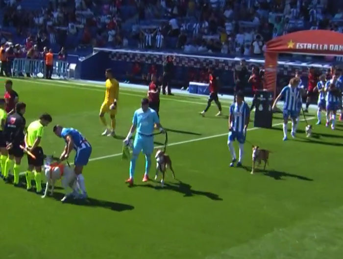 Abandoned Dogs Find Home After Football Team’s Awareness-Raising Action Before The Match