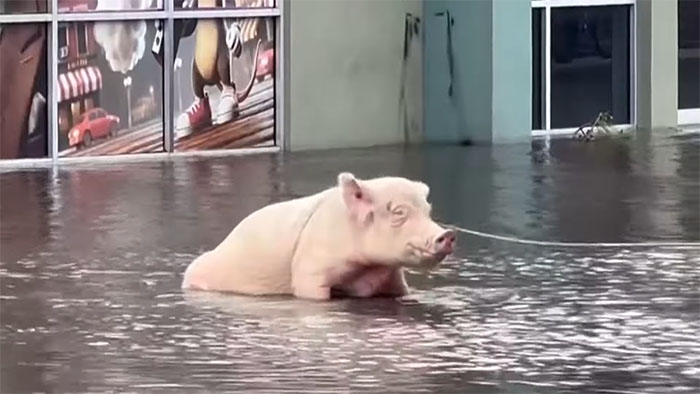 Pig Who Was Left Tied To Petrol Station Before Hurricane Gets Rescued, And People Online Love It