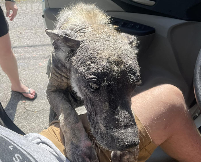 Terribly Neglected Dog Gets Rescued, Reveals His Full Beauty When He Heals And Grows Back His Fur