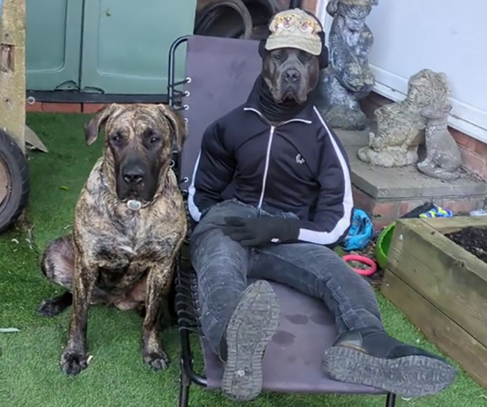 Hilarious Videos Of Mist The Cane Corso Dressed As Human Go Viral, Earn Her Over 1K A Month