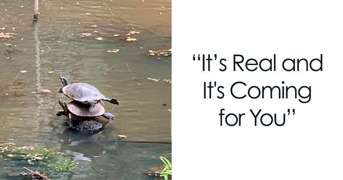 20 Turtle Memes: Slow, Steady, And Absolutely Hilarious