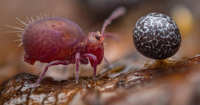 15 Winning Images Of The Wildlife Photographer Of The Year Competition As Shared By NHM