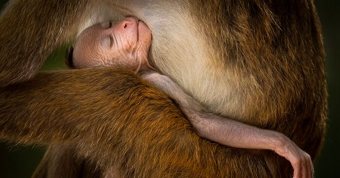 2024 Wildlife Photographer Of The Year: 15 Best Pics As Announced By Natural History Museum