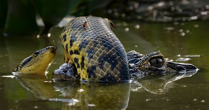 The Wildlife Photographer Of The Year: NHM Shared The List Of 2024 Winners (15 Pics)