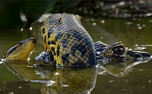 15 Outstanding Wildlife Photographs Of 2024 As Shared By The Natural History Museum