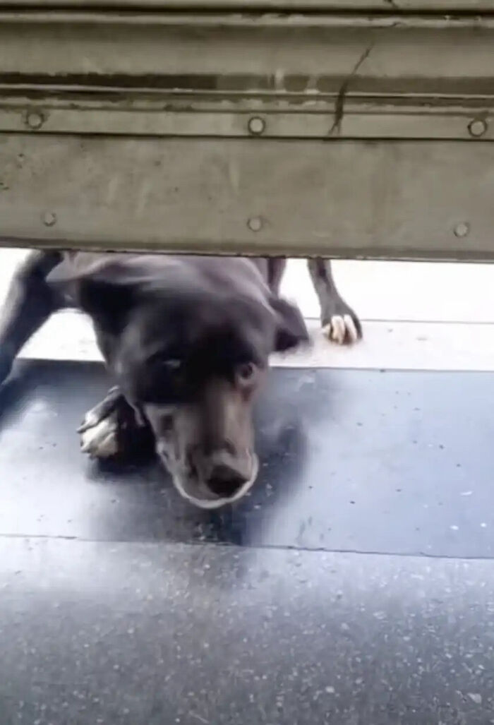 Dog Patiently Waits Every Morning For Pet Shop To Open So She Can Be The First Customer