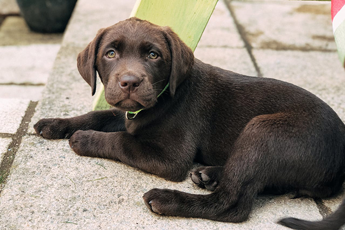 Woman Refuses To Let Her Little Sister Anywhere Near Her Puppy, Has To Call The Police