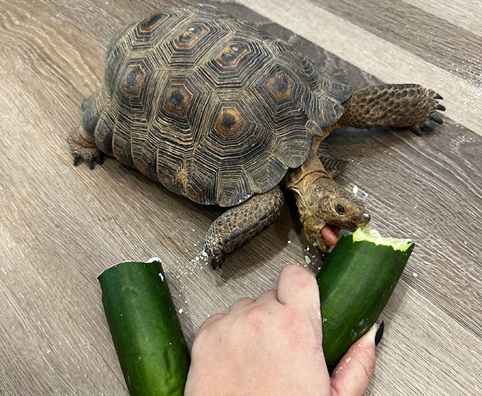 People Online Are Obsessed With This Cute Tortoise And His Owner, Who Got A Matching Manicure