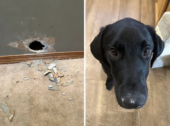 Flashback To When My Dog Chewed A Hamster-Sized Hole In The Drywall. The Last Photo Is Him With The Drywall Dust On His Nose Caught Red-Handed