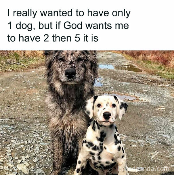 Follow @doggocom2 For Dog Memes Every Day. #dogs #dogsofinstagram #dog #dogstagram #puppy #doglover #dogoftheday #instadog #doglovers #doglife #pets #puppylove #puppies #pet #puppiesofinstagram #dogsofinsta #cute #instagram #of #petsofinstagram #dogslife #doggo #animals #dogmemes #doggomemes #doggos #doggo