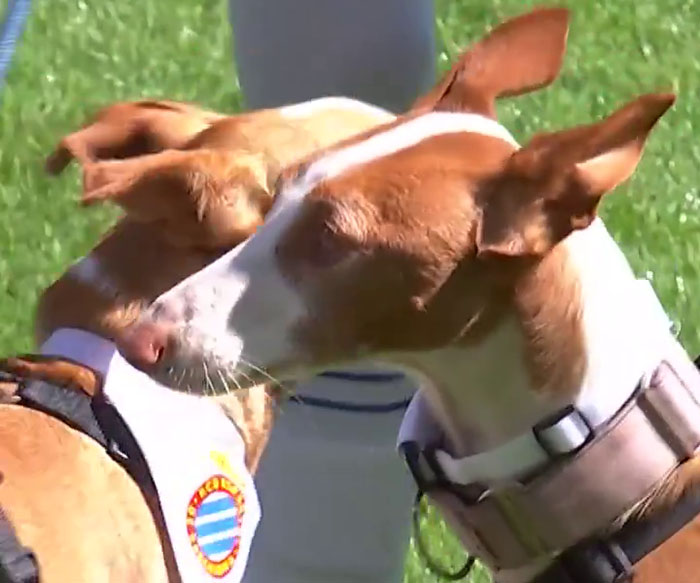 Abandoned Dogs Find Home After Football Team’s Awareness-Raising Action Before The Match