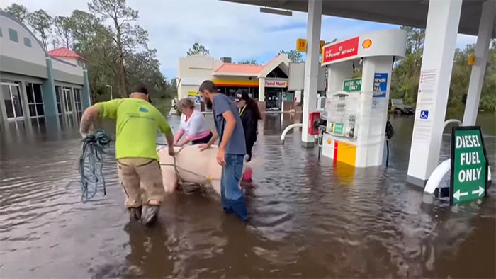 Pig Who Was Left Tied To Petrol Station Before Hurricane Gets Rescued, And People Online Love It