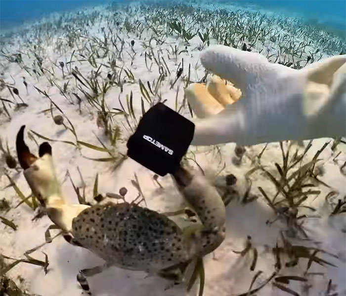 People Online Are Very Amused By This Crab Who Stole A Camera And Went On Filming His Adventures