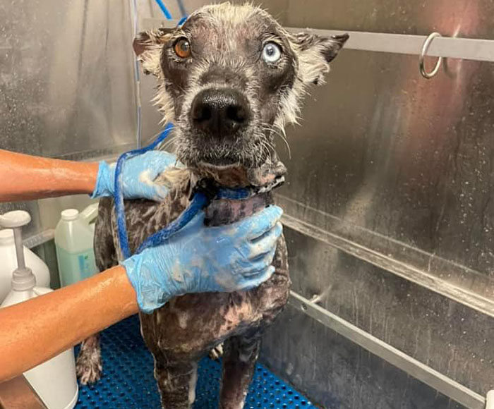 Terribly Neglected Dog Gets Rescued, Reveals His Full Beauty When He Heals And Grows Back His Fur