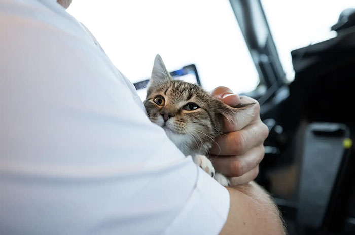 Airlines Help Evacuate Shelter Animals, Pilot Falls In Love With A Kitty And Decides To Adopt Her