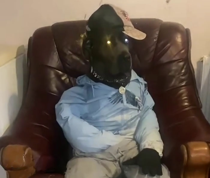 Hilarious Videos Of Mist The Cane Corso Dressed As Human Go Viral, Earn Her Over 1K A Month