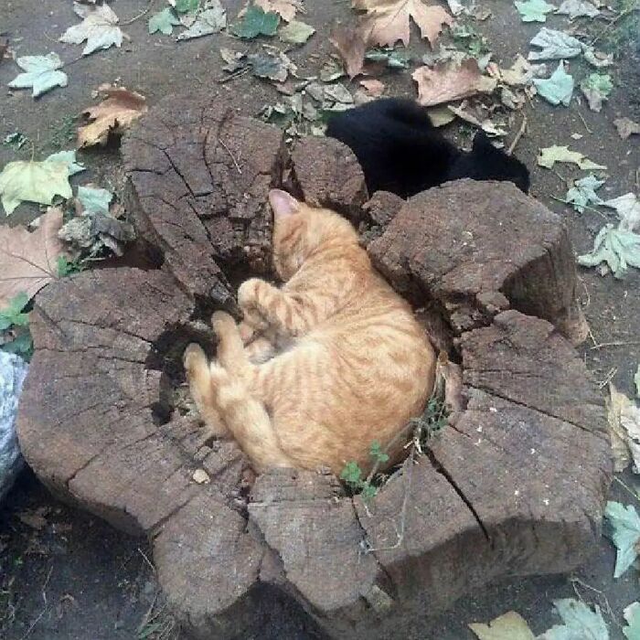 Orange cat adorably sleeping in a tree stump, surrounded by leaves, capturing a weird yet cute moment for Instagram.