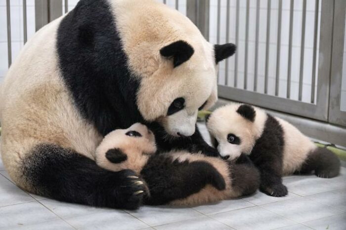 Adorable Panda Twins Are Melting Hearts Online And People Can’t Get Enough