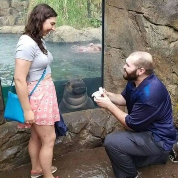 Man proposing to woman at zoo with hippo watching through glass, capturing an adorable weird moment.