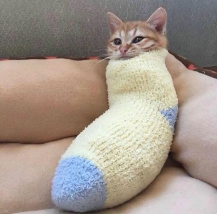 Adorable cat snugly wrapped in a fluffy yellow sock, displaying a quirky and cute pose.