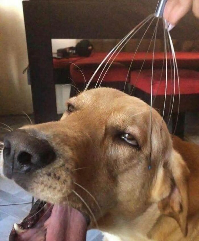 Dog enjoying a head massage with a wire scalp massager, showcasing adorable and weird expressions.