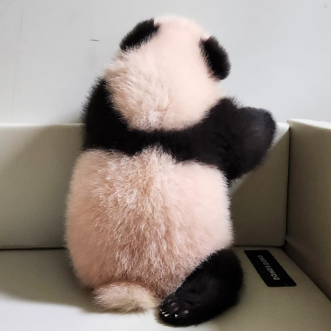 Adorable Panda Twins Are Melting Hearts Online And People Can’t Get Enough