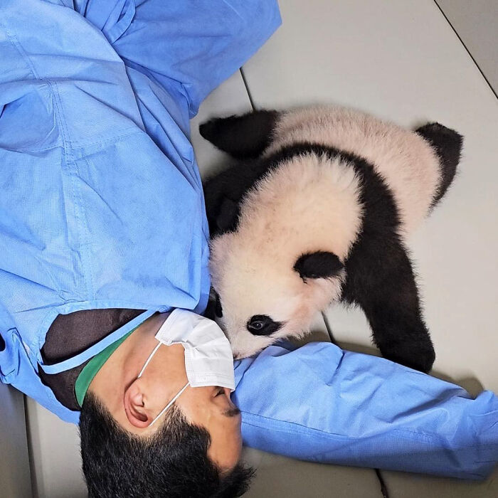 Adorable Panda Twins Are Melting Hearts Online And People Can’t Get Enough