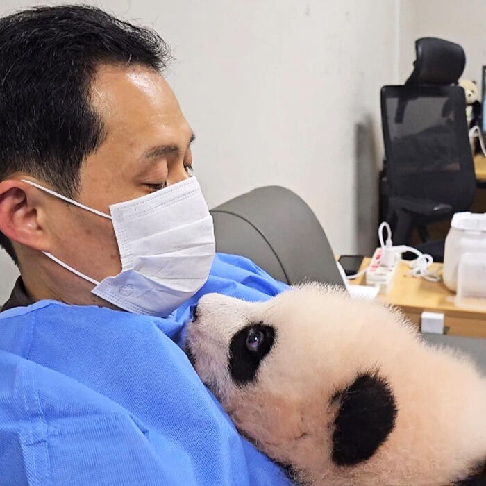 Adorable Panda Twins Are Melting Hearts Online And People Can’t Get Enough