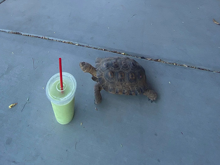 People Online Are Obsessed With This Cute Tortoise And His Owner, Who Got A Matching Manicure