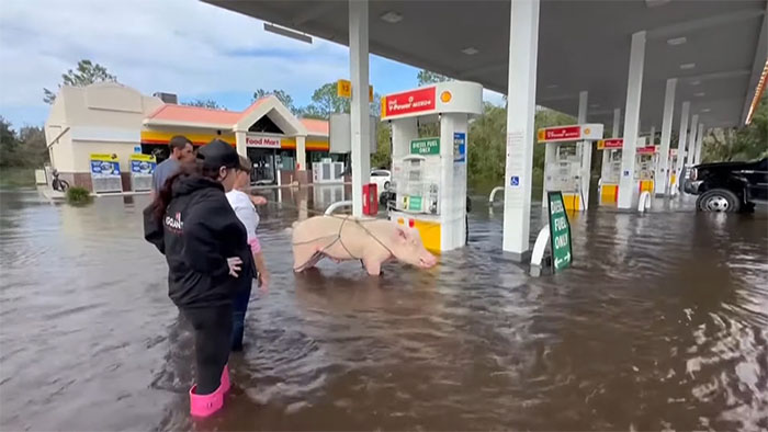 Pig Who Was Left Tied To Petrol Station Before Hurricane Gets Rescued, And People Online Love It