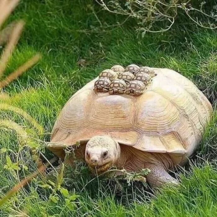 Tortoise carrying baby tortoises on its shell, showcasing an adorable and weird moment in nature.