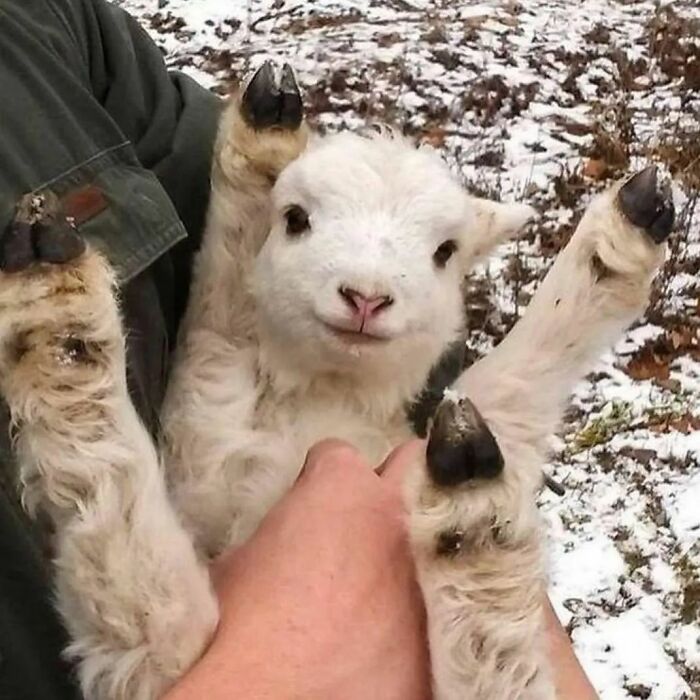 Adorable weird lamb with hooves raised in the snow.