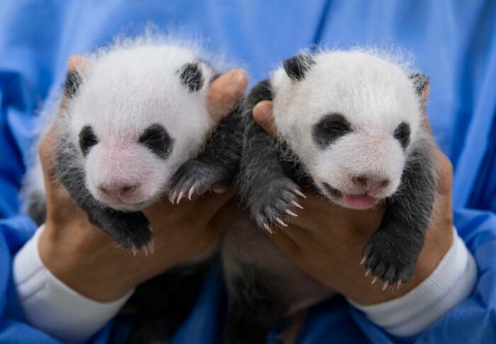 Adorable Panda Twins Are Melting Hearts Online And People Can’t Get Enough