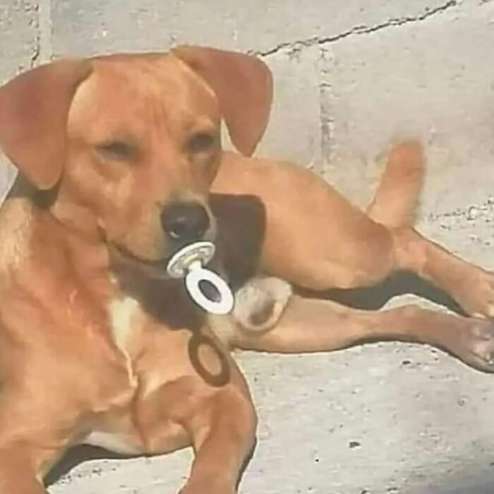 Dog with a pacifier in its mouth lying on a concrete surface, showcasing an adorable-weird moment.