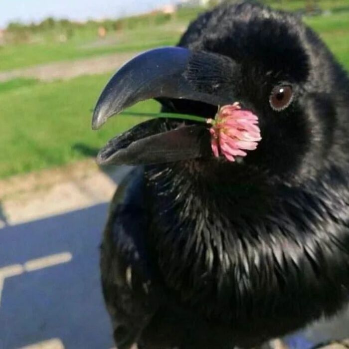 Close-up of a crow holding a pink flower, capturing an adorable and weird moment for Instagram.