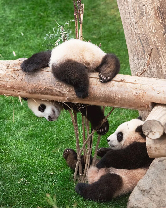 Adorable Panda Twins Are Melting Hearts Online And People Can’t Get Enough