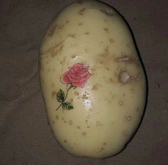 Potato with a tiny red rose tattoo, quirky and adorable image from Instagram.