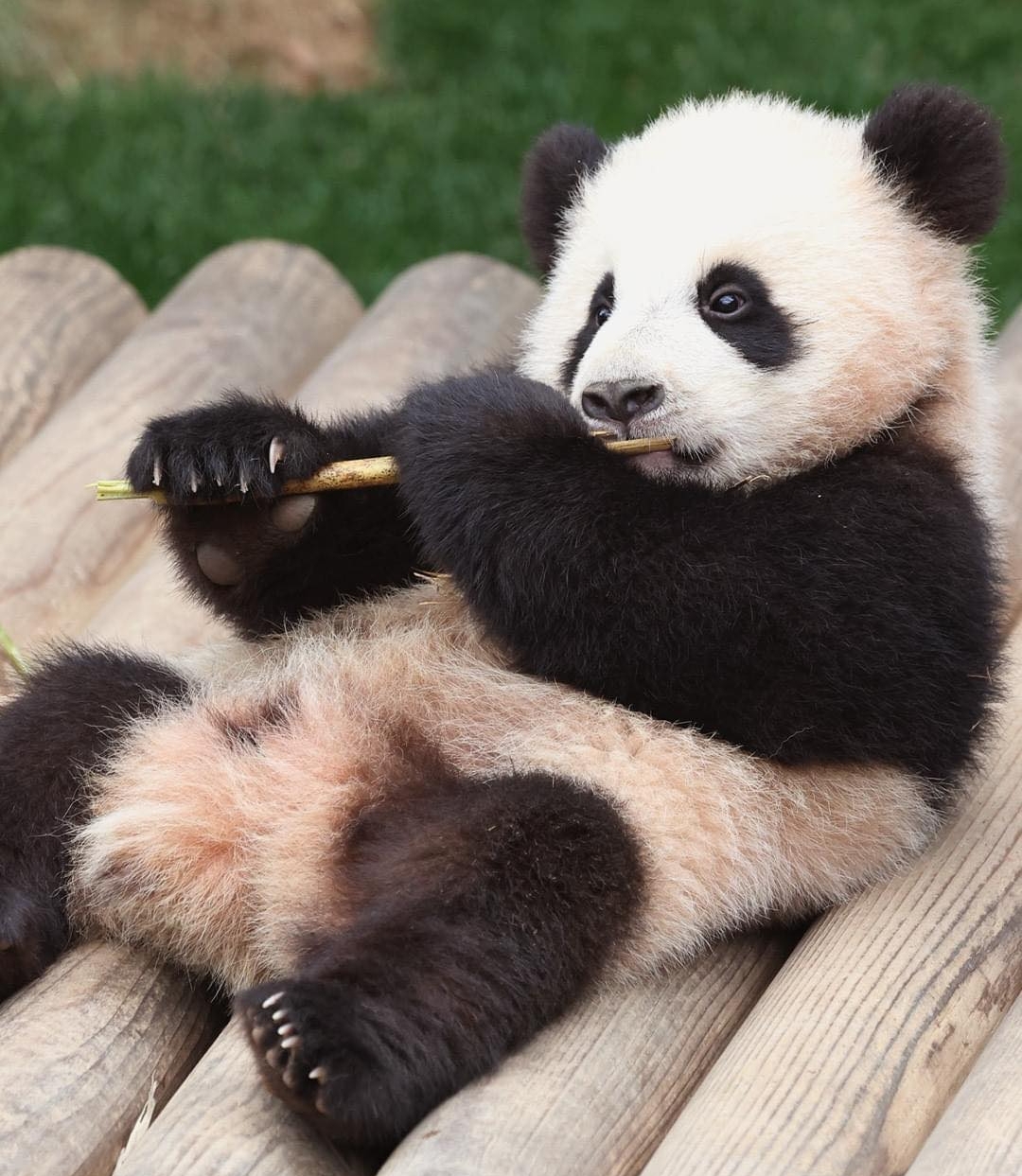 Adorable Panda Twins Are Melting Hearts Online And People Can’t Get Enough