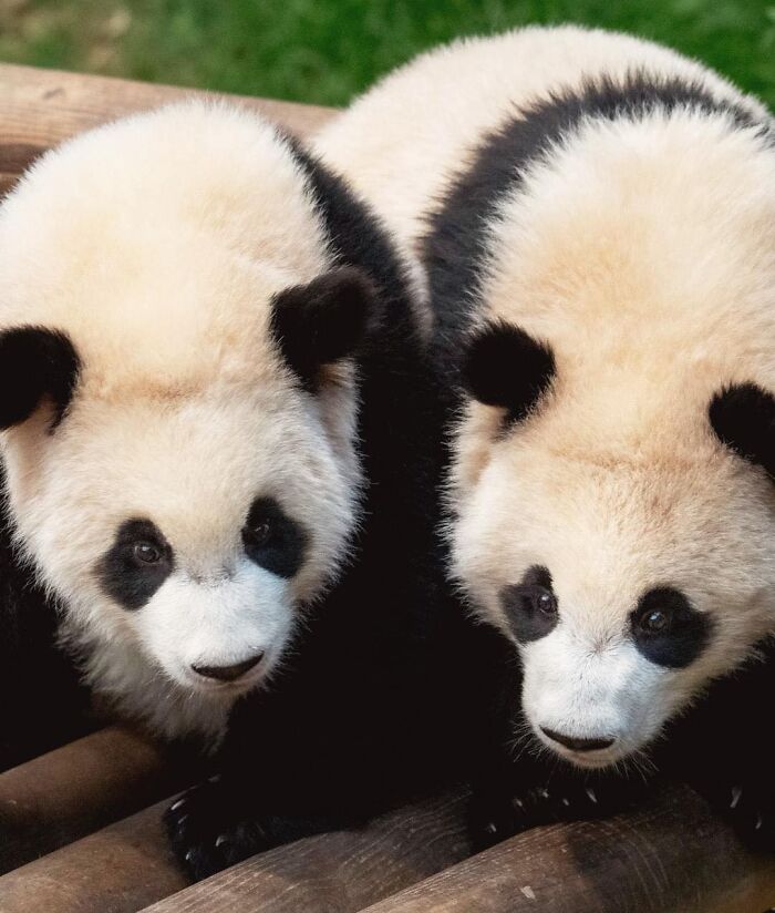 Adorable Panda Twins Are Melting Hearts Online And People Can’t Get Enough