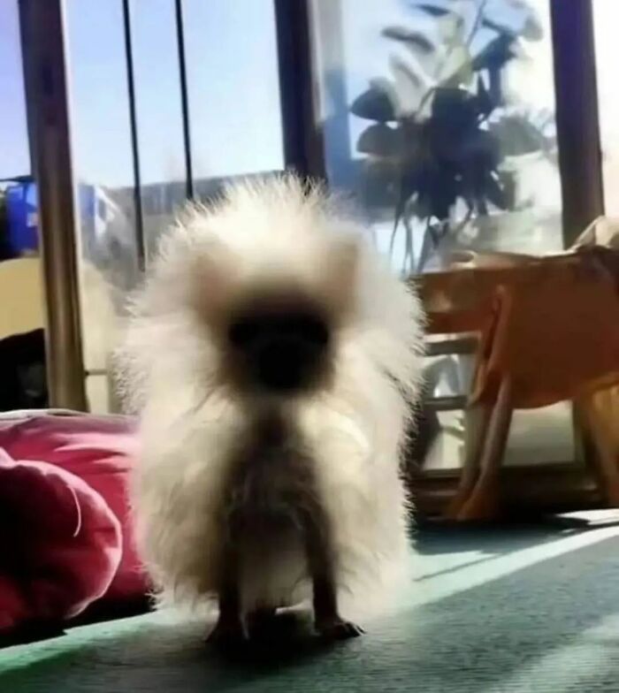 Adorable and weird fluffy dog with a shadowed face stands in a sunlit room.