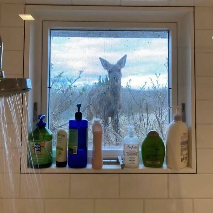 A deer curiously looks through a bathroom window lined with various toiletries, creating an adorable and weird scene.