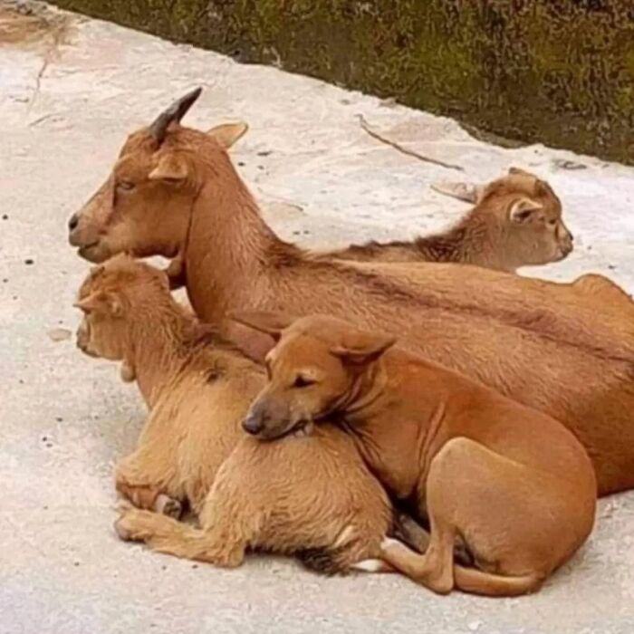 Dog and goats snuggling together on a concrete floor, showcasing an adorable and weird moment for Instagram.