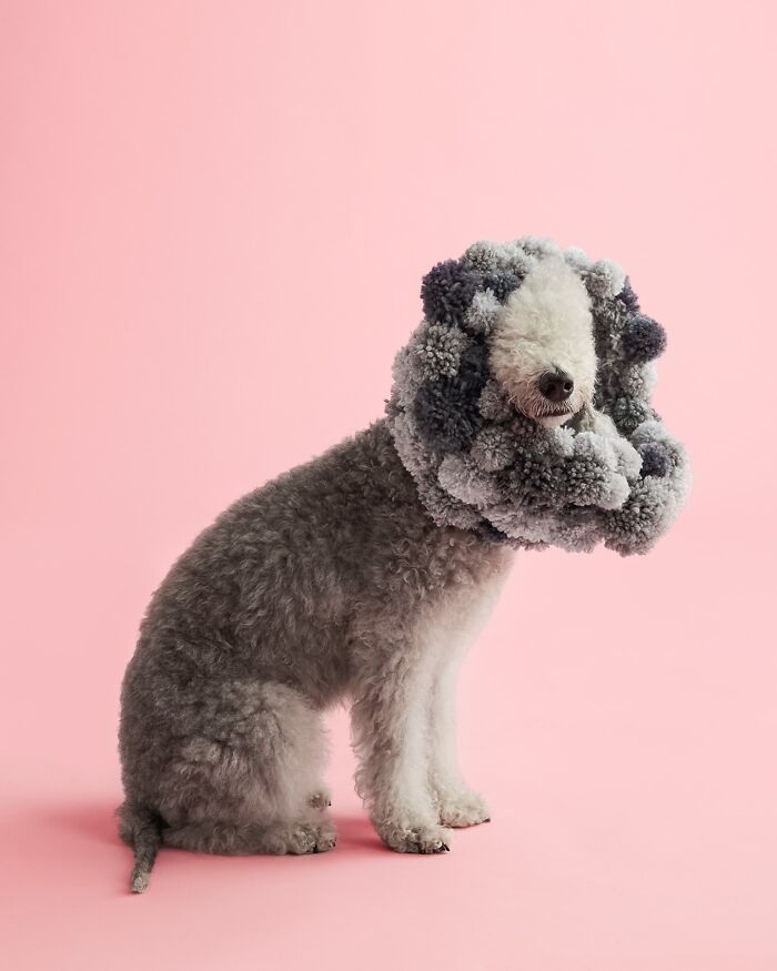 “Cone Of Shame”: 14 Playful Dog Photographs By Winnie Au | Bored Panda