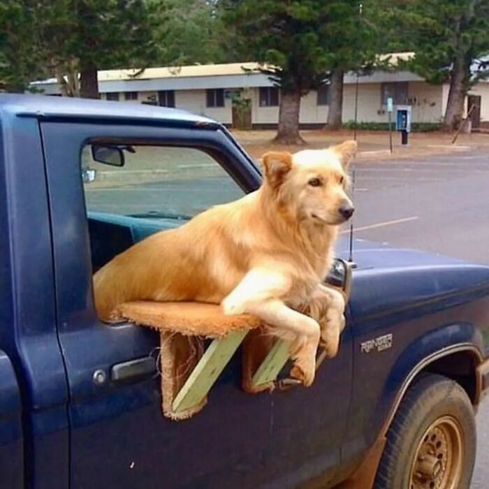 Dog lounging on truck window seat, an example of adorable weird images from Instagram.