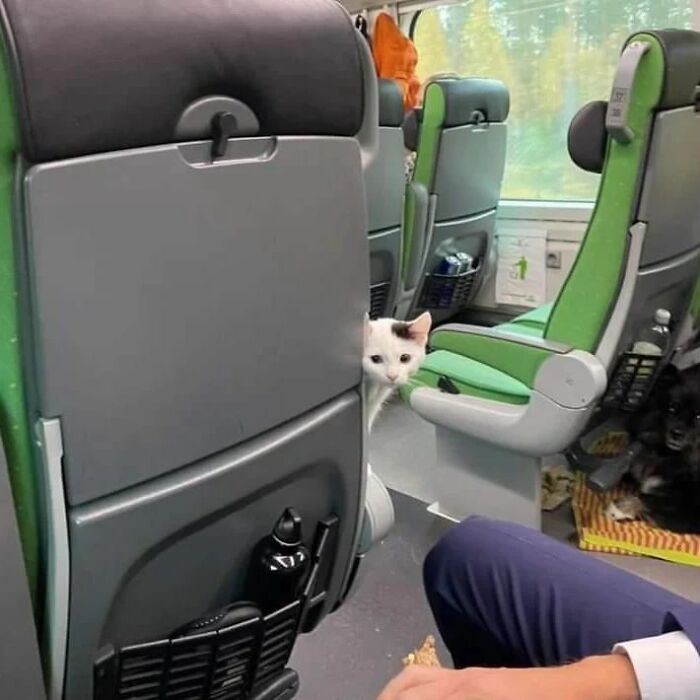 Cat peeking between train seats with a curious expression, embodying adorable weirdness perfect for Instagram.