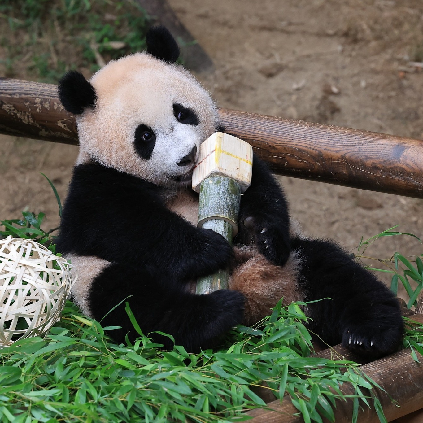 Adorable Panda Twins Are Melting Hearts Online And People Can’t Get Enough