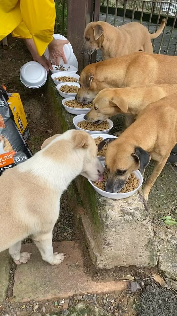 Man feeding stray dogs in a row of bowls, showcasing his dedication over 25 years.