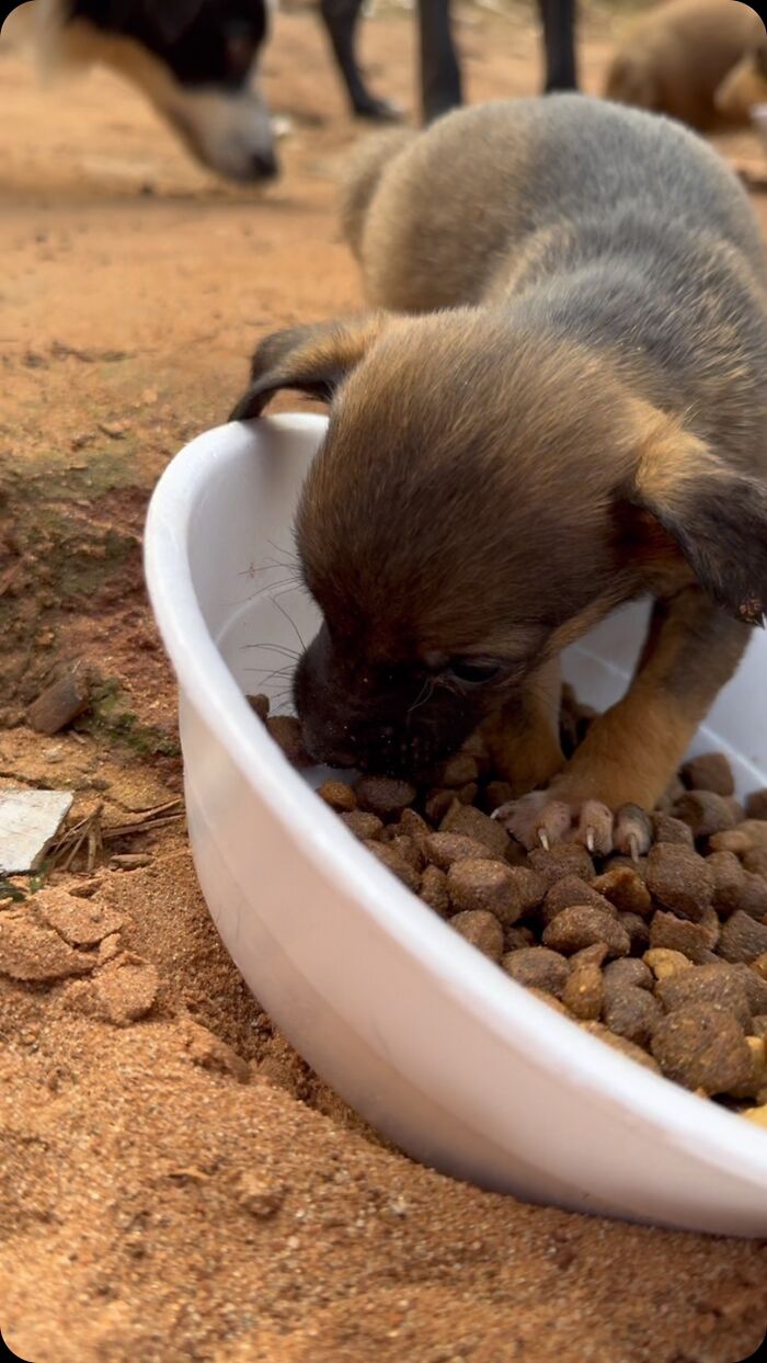 Stray puppy eating from a bowl of food on sandy ground, illustrating feeding efforts for stray dogs.