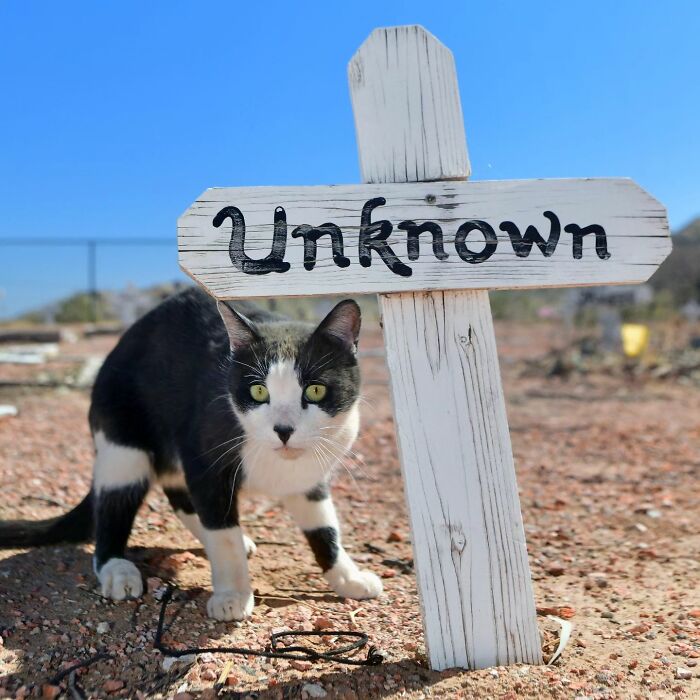 This Instagram Account Shows Us What Pet Cemeteries Tell Us About Human Emotions (23 Pics)